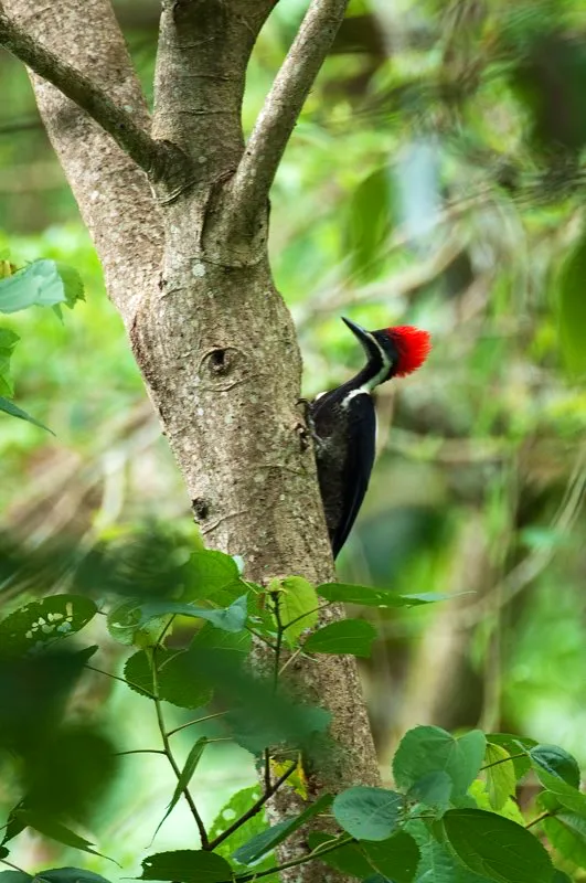 (Carpintero real / Dryocopus lineatus - Tierras bajas en toda Colombia). Los carpinteros construyen casas, y no solo para ellos. Este carpintero lineado construye su propio nido excavando un gran hueco en el tronco de un árbol. Tras concluir el periodo reproductivo del carpintero, la cavidad será utilizada por otras aves, tal vez un trogón o un tucán sea el próximo habitante de este hueco. Murray Cooper