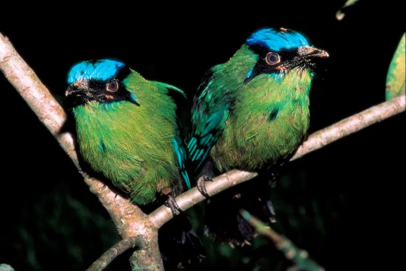 (Barranquero montañero / Momotus aequatorialis - Andes Occidentales y Centrales). Los picos de estos barranqueros montañeros en descanso están cubiertos de barro. Esto se debe a su comportamiento de nidificación: como su nombre lo sugiere: los barranqueros excavan túneles de un metro de longitud en desbanques. La cámara del nido, donde se depositan los huevos, se encuentra al final del túnel. Murray Cooper