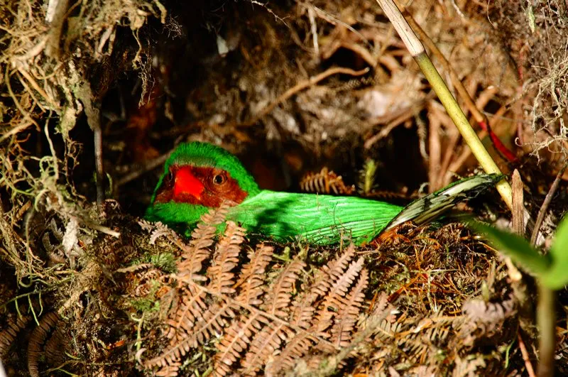 (Clorornis patirrojo / Chlorornis riefferi - Andes Occidentales, Centrales y Orientales). El rojo intenso del pico y la máscara de este clorornis patirrojo brilla incluso en el umbroso rincón donde nidifica. Mientras la mayoría de tangarás construyen nidos abiertos como tazas, el clorornis prefiere elaborar nidos redondeados, ubicados en el suelo de una ladera pendiente; el domo provee protección contra la lluvia. Murray Cooper