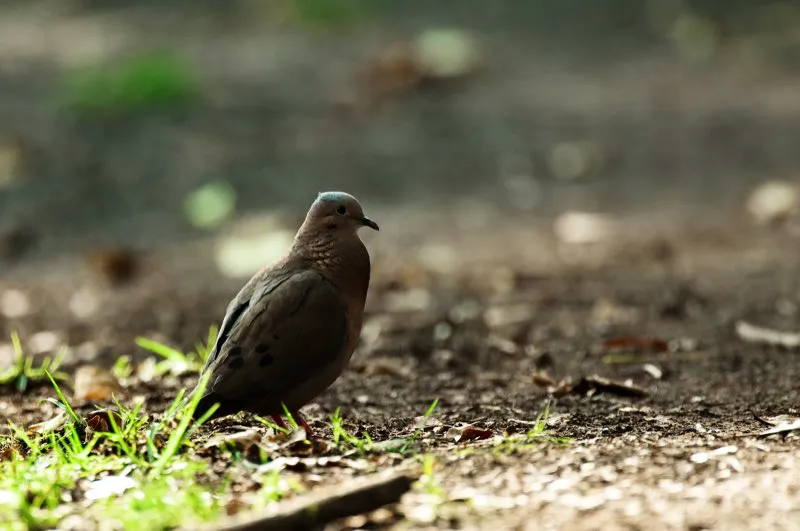 (Torcaza nagüiblanca / Zenaida auriculata - Andes Centrales y Orientales). Muchas aves requieren bosques prístinos para vivir. La torcaza nagüiblanca no es una de ellas; en realidad, prefiere vivir en ciudad y pueblos donde se la puede apreciar caminando sobre el asfalto o perchando en un muro de ladrillos. Esta torcaza se baña en la luz del atardecer mientras camina por la acera de un parque urbano de Bogotá. Murray Cooper