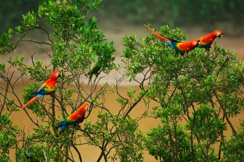 (Guacamaya macao / Ara macao - Amazonia y Llanos). Pocas escenas resultan tan impresionantes como un rbol repleto de guacamayas macao. Las guacamayas normalmente se alimentan en parejas o grupos pequeos, pero pueden congregarse en bandadas numerosas en paredes de arcilla a la ribera de grandes ros. Al parecer, la arcilla les ayuda a digerir las toxinas presentes en los frutos que ingieren. Murray Cooper