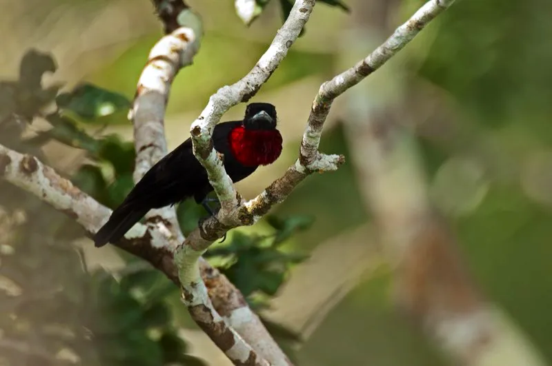 (Cuaba / Querula purpurata - Choc, Magdalena Medio y Amazonia). Qu le parecera poder desplegar su garganta para mostrar su agresividad? Esta cuaba macho exhibe las plumas violeta-rojizas de su garganta en una disputa territorial, advirtiendo a los vecinos que este es su territorio. Murray Cooper