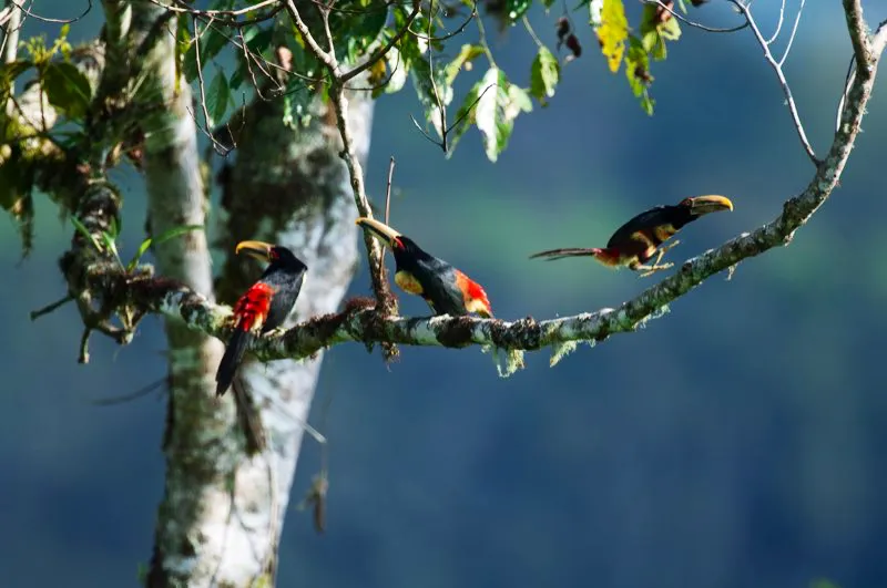 (Pich piquibandeado / Pteroglossus sanguineus - Choc). Los pichs son aves sociales que usualmente andan en grupos familiares. Estos grupos familiares incluso duermen juntos: hasta seis pichs piquibandeados se empaquetan para descansar en un mismo hueco!  Murray Cooper