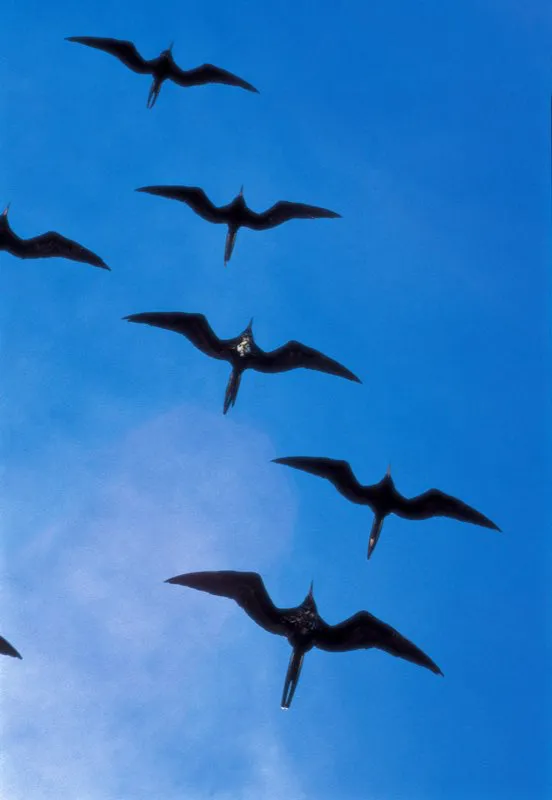 (Fragata magnfica / Fregata magnificens - Costas Pacfica y Caribe). Una tropa de Fragatas Magnficas planea sosegadamente sobre la costa. Las fragatas tienen la mayor envergadura  en proporcin a su peso corporal, y son increblemente giles durante el vuelo. Aunque son capaces de recolectar su propia comida, es comn que roben las presas a aves marinas ms pequeas, hacindose acreedoras al apelativo de aves piratas.  Murray Cooper
