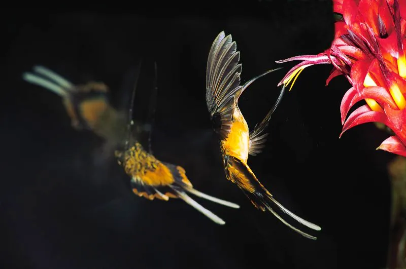 (Ermitao leonado / Phaethornis syrmatophorus - Andes Occidentales y Centrales). Luz estroboscpica y largo tiempo de exposicin permiten capturar en foto a un ermitao leonado llegando a una flor, chupando nctar y largando. Los ermitaos no se quedan quietos un instante; esta secuencia sucedi en el transcurso de solo dos segundos! Murray Cooper