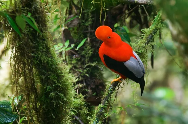 (Gallito de roca andino / Rupicola peruvianus - Andes Occidentales, Centrales y Orientales). Gracias a sus colores tan brillantes y su manera conspicua de congregase en Leks (con todos sus chillidos y chirridos), el gallito de roca andino tiene una lista interesante de depredadores, como el jaguar, el ocelotes y la boa constrictor, adems de otros nombres ms esperados, como los bhos y las guilas. Murray Cooper