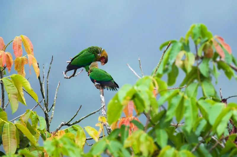(Cotorra carirrosada / Pionopsitta pulchra - Choc). La cotorra carirrosada no muestra mucha confianza hacia los humanos. Despus de todo, la deforestacin es la principal amenaza que afronta. En los bosques continuos del Choc bajo todava es comn; su estridente voz se escucha sobre el dosel, cuando vuela en pequeas bandadas. Murray Cooper