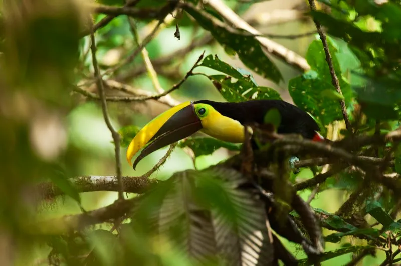 (Tucn de Swainson / Ramphastos swainsonii - Choc). Los tucanes grandes vienen en dos modalidades sonoras: ladradores y croadores. El tucn del pacfico es casi idntico en aspecto al tucn mandbula negra, pero croa y es ms pequeo. Ambas especies habitan en las tierras bajas del choc, e incluso pueden encontrarse juntas en un rbol frutal. Murray Cooper