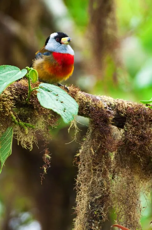 (Comps / Semnornis ramphastinus - Piedemontes del Choc). El comps es una de las aves ms memorables del Choc, por su aspecto corpulento y su inolvidable canto: un dueto de notas huecas en series largas. Lastimosamente, su plumaje multicolor le ha hecho acreedor de admiradores indeseables. Es un ave popular en cautiverio, por lo que ahora se considera amenazada de extincin. Murray Cooper