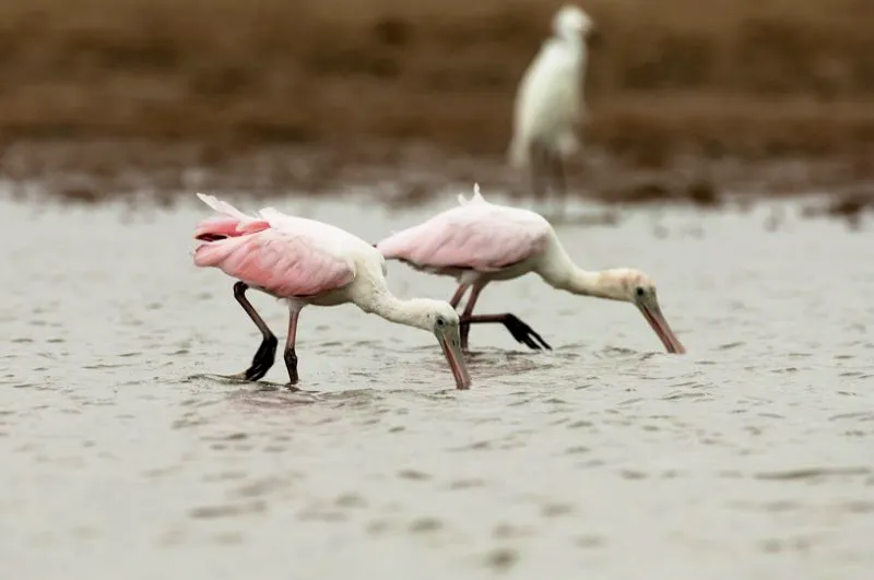 (Esptula rosada / Platalea ajaja - Costa Caribe y Llanos). La estrategia de forrajeo de las esptulas es nica: caminan vivazmente por aguas poco profundas y baten enrgicamente su pico en el agua, hacia delante y hacia atrs, as filtran pequeos peces, crustceos y plancton con el tamiz de su pico. Usualmente lo hacen en pequeos grupos, quiz para revolver ms el agua y agitar a sus diminutas presas. Murray Cooper
