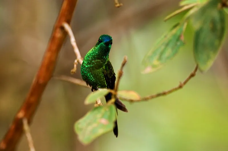 (Calzoncito colilargo / Eriocnemis luciani - Andes Centrales del Sur). Las plumas de los colibríes tienen la sorprendente cualidad de brillar con diferentes colores cuando se miran desde ángulos diferentes. La frente azul y el pecho verde de este calzoncito colilargo se aprecian con claridad cuando el ave está perchando, pero los colores parecen más deslucidos cuando se cierne frente a una flor tubular roja. Murray Cooper