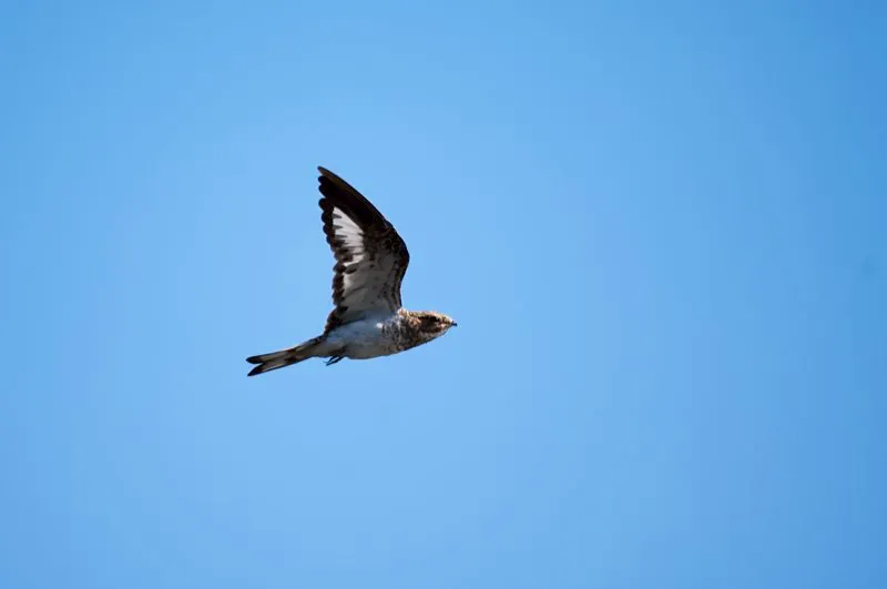 (Chotacabras pechiblanco / Chordeiles rupestris - Amazonia). El chotacabras pechiblanco nidifica en colonias, en bancos de arena a orillas de ros amaznicos, usualmente en asociacin con gaviotines y rayadores. Gaviotines y rayadores defienden activamente sus nidos de posibles depredadores, y los chotacabras se ven beneficiados por este comportamiento, ya que nunca defienden sus propios nidos. As, estos chotacabras parecieran ser parsitos del comportamiento reproductivo de sus vecinos! Murray Cooper