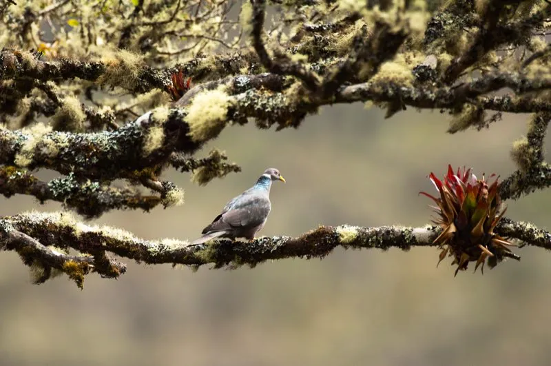 (Paloma collareja / Patagioenas fasciata - Andes Occidentales, Centrales y Orientales). Muy pocas aves se reproducen a lo largo de las Américas. La paloma collareja es una de ellas. Aunque este individuo posaba para la lente fotográfica en los Andes Occidentales de Colombia, ¡la misma foto pudo tomarse en Alaska, México o incluso Argentina! Murray Cooper
