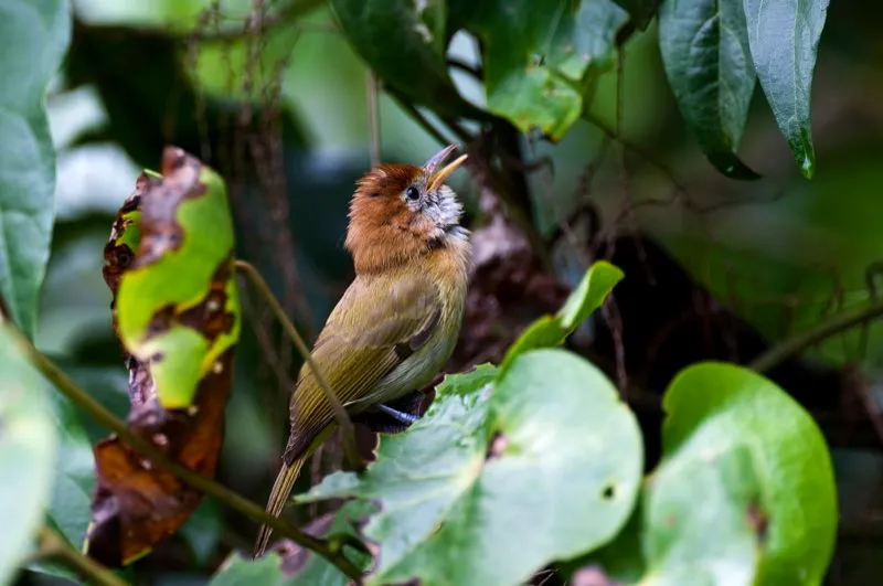 (Verderón castaño / Hylophilus semibrunneus - Andes Occidentales, Centrales y Orientales). Los verderones son aves pequeñas que viven en el dosel de los bosques neotropicales, usualmente asociados a bandadas mixtas. Parejas de varias especies conforman estas bandadas mixtas, que pueden comprender hasta 40 individuos de unas 15 especies diferentes. Al parecer, las bandadas se forman por motivos de seguridad en el montón: hay más ojos para detectar aves rapaces y otros potenciales depredadores. Murray Cooper