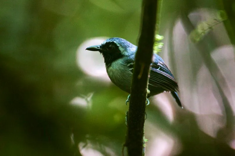 (Hormiguero carinegro / Myrmoborus myotherinus - Amazonia). Este macho del hormiguero carinegro  se ve elegante con su ceja blanca plateada y su cara negra.Son un poco mas fciles de observar que los dems hormigueros gracias a su preferencia por las partes ms abiertas del sotobosque. Murray Cooper