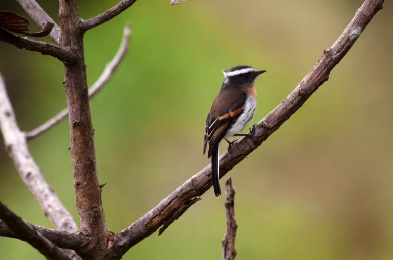(Pitajo pechirrufo / Ochthoeca rufipectoralis - Andes Occidentales, Centrales y Orientales). Hojee las páginas de una guía de campo y encontrará una serie de patrones repetidos dentro de la vasta variedad de plumajes. Este pitajo pechirrufo muestra un patrón de plumaje común: una ceja llamativa. Murray Cooper