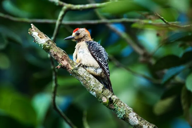 (Carpintero habado / Melanerpes rubricapillus - Caribe y Valle del Magdalena). Este carpintero habado macho está lleno de parches rojos, amarillos y anaranjados; incluso tiene el vientre ¡rojo y amarillo! Usualmente, es difícil apreciar el vientre, que se oculta porque el carpintero lo dirige hacia el tronco cuando percha. Murray Cooper