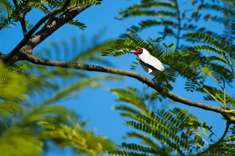 (Titira enmascarada / Tityra semifasciata - Chocó, Caribe y Valle del Magdalena). Los bosques húmedos del Magdalena Central están llenos de sonidos raros. Los tucanes gañen, las cigarras zumban, las ranas pitan y los patitos de hule chirrean… ¿patos de hule? Un momento, ¡es una titira enmascarada! El canto de esta ave blanca de piel rosa desnuda en su cara, suena idéntico a un patito de hule. Nidifica en cavidades. Murray Cooper
