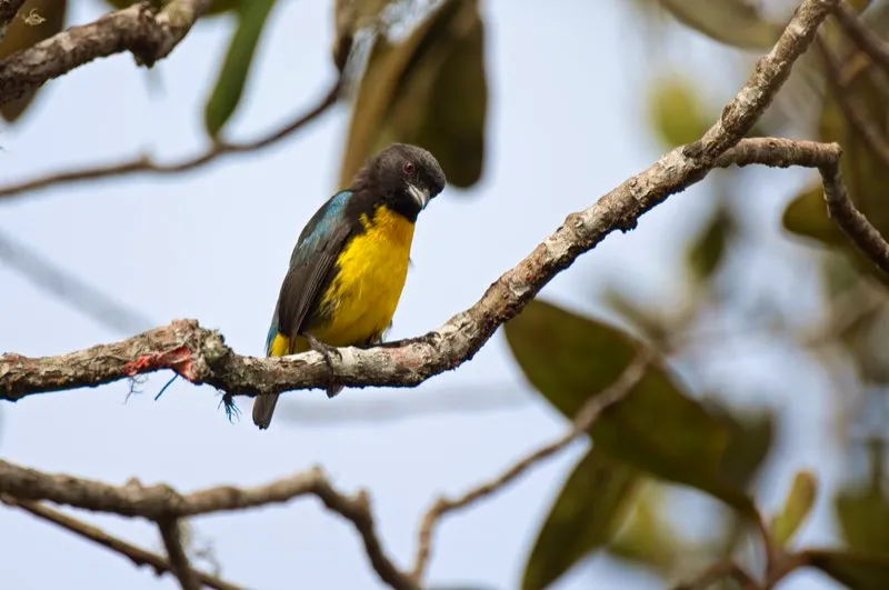 (Tangará aurinegra / Bangsia melanochlamys - Piedemontes del Chocó y noreste de Antioquia). Esta tangará aurinegra luce panzona por su postura levantada y su actitud observadora. Su comportamiento es relajado y algo perezoso; se mueve cautelosamente entre las ramas buscando frutos e insectos. Murray Cooper
