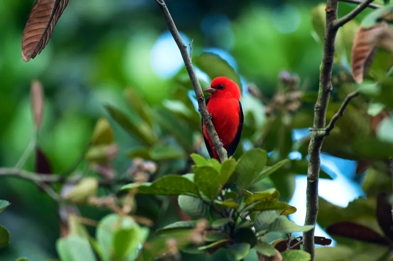 (Piranga alinegra - Piranga olivacea / Migrante neotropical, toda Colombia). Uno de los migrantes neotropicales más deslumbrantes es la piranga alinegra, visitante ocasional en Colombia. Durante su migración, se puede encontrar en casi cualquier parte, como este apuesto macho que encontramos en un parque urbano de Bogotá. Murray Cooper