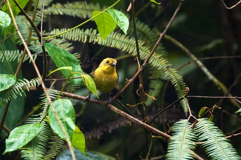 (Gorrión montés de anteojos / Atlapetes flaviceps - Tolima). El gorrión montés de anteojos solo se encuentra en los piedemontes de Tolima. En esta región la deforestación ha sido intensa. Por fortuna, este amenazado gorrión se ha encontrado recientemente en varios sitios de ese departamento donde no es raro. Murray Cooper