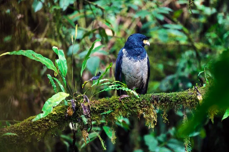 (Gavilán príncipe / Leucopternis princeps - Andes Occidentales y Centrales). Los gavilanes son carnívoros pero, ¿qué comida pueden encontrar dentro de los espesos bosques andinos? La respuesta de este gavilán príncipe es sorprendente: se especializa en capturar ilulos, anfibios con aspecto de lombriz que viven en el suelo y salen a la superficie luego de un aguacero. Murray Cooper