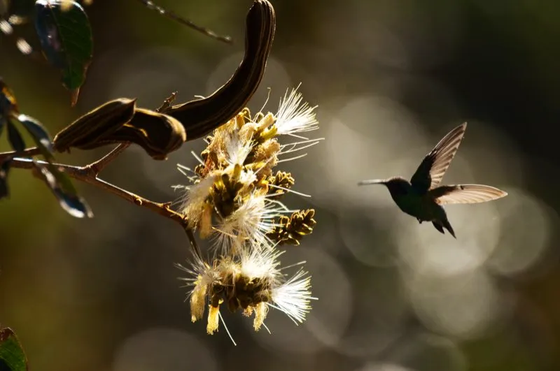 (Colibrí verdemar / Colibri thalassinus - Andes Centrales y Orientales). Puede ser difícil apreciar los parches auriculares violeta de este colibrí verdemar, que puede resultar conspicuo cuando se alimenta de las flores del eucalipto. Los eucaliptos son árboles exóticos, nativos de Australia, que ahora son abundantes en los Andes colombianos. Estos y otros colibríes se alimentan de sus flores, pero la mayoría de aves prefieren vivir en bosques nativos. Murray Cooper