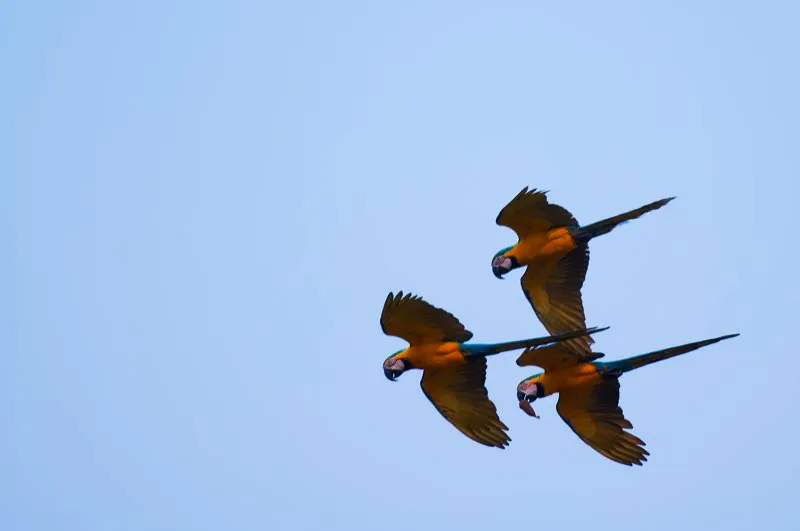 (Guacamaya azuliamarilla / Ara ararauna - Choc, Magdalena Medio y Amazonia). Las guacamayas, junto a pavas y tucanes, son importantes dispersoras de semillas. Una de estas guacamayas azuliamarillas lleva un fruto grande mientras vuela sobre el bosque: dispersin de frutos en accin! Murray Cooper