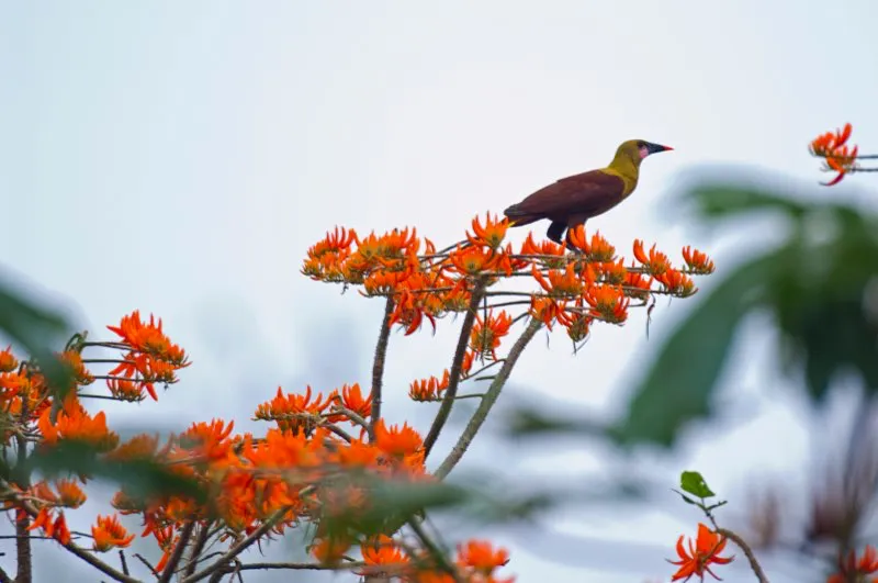 (Oropndola oliva / Psarocolius bifasciatus - Amazonia). Esta oropndola oliva se ve bastante grande, perchando en un porotn (Erythrina) en fruto. Es el ictrido ms grande del mundo y el paserino ms grande de Sudamrica. La oropndola oliva ese menos sociable que otras oropndolas, nidificando en pequeas colonias compuestas por pocas parejas. Murray Cooper