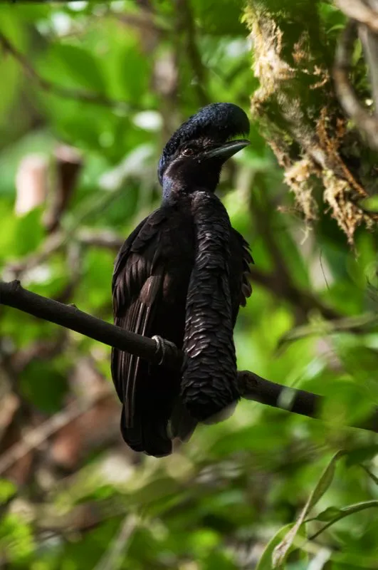 (Toropisco del Pacfico / Cephalopterus penduliger - Piedemontes del Choc). Ser este el pjaro ms espectacular del neotrpico? Tal vez! Si no es por la espectacular corbata de 40 cm de largo que cuelga de su cuello, ser por su extraa vocalizacin, semejante al mugido de alguna vaca triste, perdida en el bosque. El toropisco del Pacfico, endmico del Choc de Colombia y noroeste de Ecuador, emplea su corbata y su canto con fines amorosos. Su ritual maanero, que repite a diario a las 5:45 a.m., consiste en cantar para las hembras y mostrarles sus sorprendentes corbatas. Murray Cooper