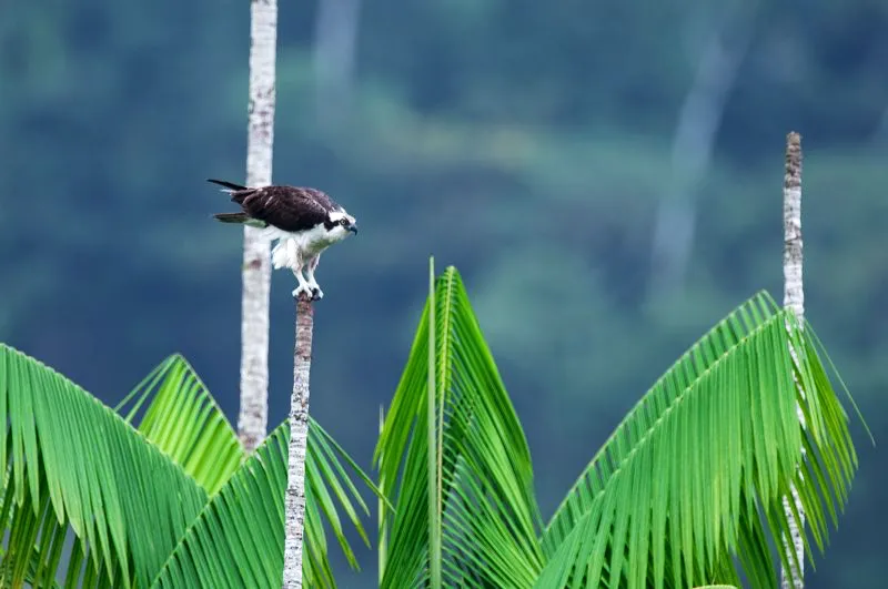 (guila pescadora / Pandion haliaetus - Migrante neotropical; toda Colombia). El guila pescadora, como su nombre lo indica, come peces. Planea sobre estuarios y lagunas hasta que detecta algn pez cerca de la superficie; entonces, se zambulle gilmente al agua. Esta guila es visitante en Colombia; se reproduce en Norteamrica pero pasa los meses del invierno boreal saboreando los peces colombianos. Murray Cooper
