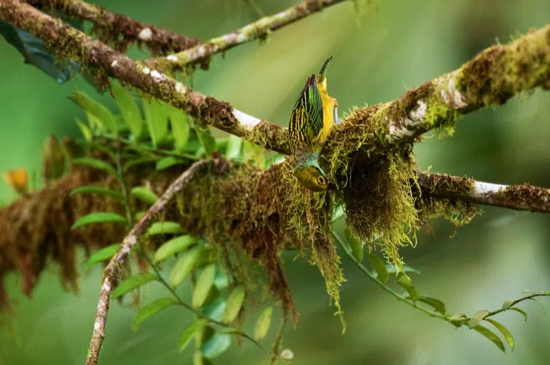 (Tangar amarilla / Tangara icterocephala - Estribacin Pacfica de los Andes Occidentales). Los bosques neotropicales son estructuralmente complejos, llenos de rboles vivos y muertos, muchas lianas, arbustos y una pltora de epifitas. Tal complejidad ofrece muchsimas rendijas y ranuras para los tmidos insectos. Aqu, una tangar amarilla curiosea en una masa de musgos colgantes; est buscando insectos. Murray Cooper