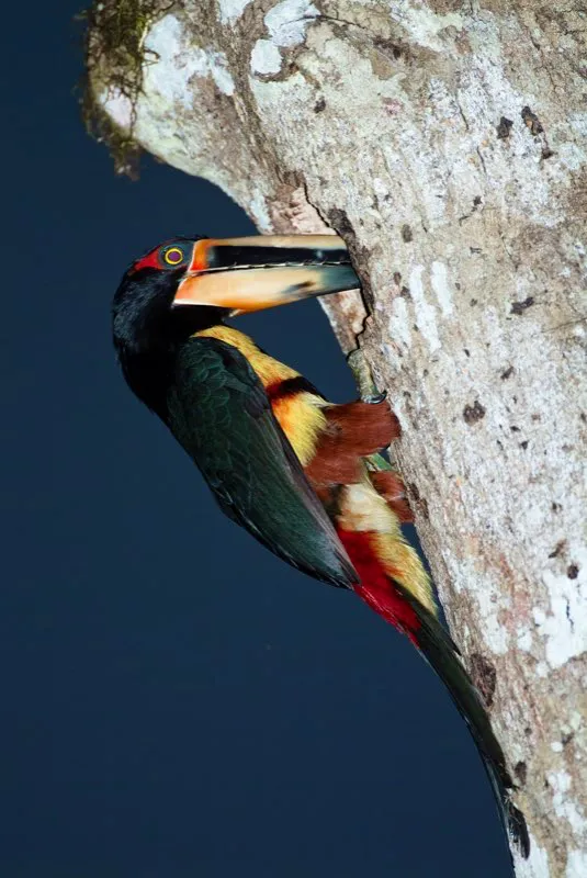 (Pich piquibandeado / Pteroglossus sanguineus - Choc). Un pich piquibandeado atiende su nido. Los pichs jvenes dejan el nido a las seis semanas de edad, pero se mantienen junto a sus progenitores por un ao completo. Murray Cooper