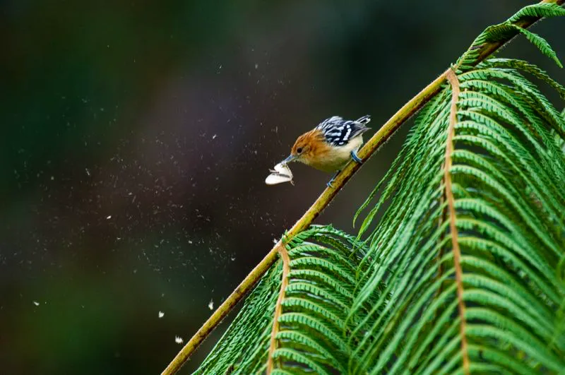 (Hormiguerito del Pacfico / Myrmotherula pacifica - Choc y Magdalena Medio). Una pareja de pequeos hormigueritos del Pacfico busca insectos en la fronda de un helecho. La hembra atrapa una polilla y la azota contra el helecho antes de tragarla. Esta tarea sirve para matar al insecto y limpiar un poco el polvillo de sus alas.. Murray Cooper