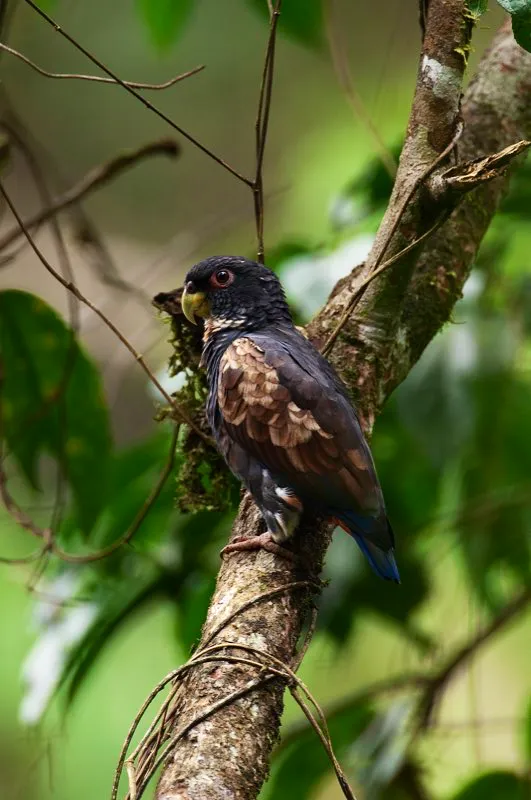 (Cotorra oscura / Pionus chalcopterus - Piedemontes de los Andes Occidentales y Centrales). Loras y cotorras son excelentes voladoras. La cotorra oscura vive en bosques piedemontanos, pero puede ascender hacia los picos andinos en la cordillera central. No se sabe si sube a tales altitudes para reproducirse o si lo hace en pos de alimento. Murray Cooper