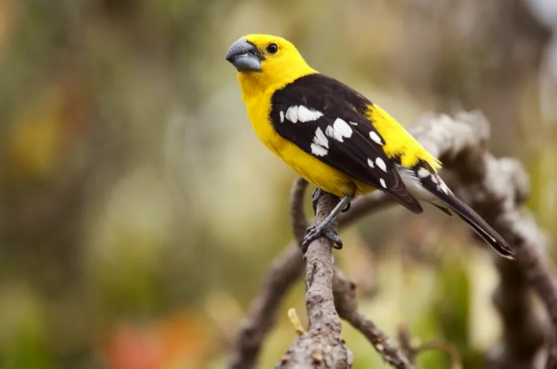 (Picogordo amarillo / Pheucticus chrysogaster - Andes Centrales del Sur). El macizo pico del picogordo amarillo es casi tan grande como su cabeza. Este picogordo da buen uso a su expresivo pico: tritura semillas que resultarían muy duras para aves de picos más pequeños. Murray Cooper