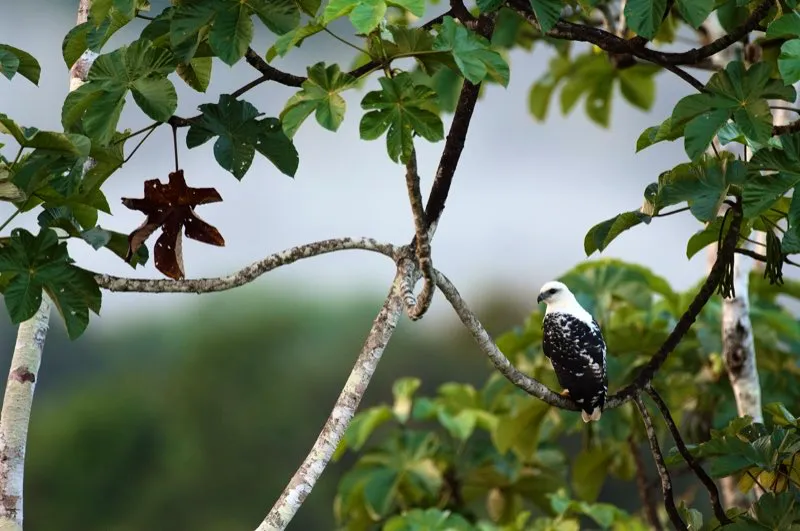 (Gaviln blanco / Leucopternis albicollis - Choc y Amazonia). Cuando mire pasar una tropa de micos capuchinos preste atencin a la presencia de algn gaviln blanco. Por qu? Estos gavilanes suelen seguir a los primates cuando forrajean, cazando a cualquier reptil que huya asustado por el ruidoso movimiento de los micos. Murray Cooper