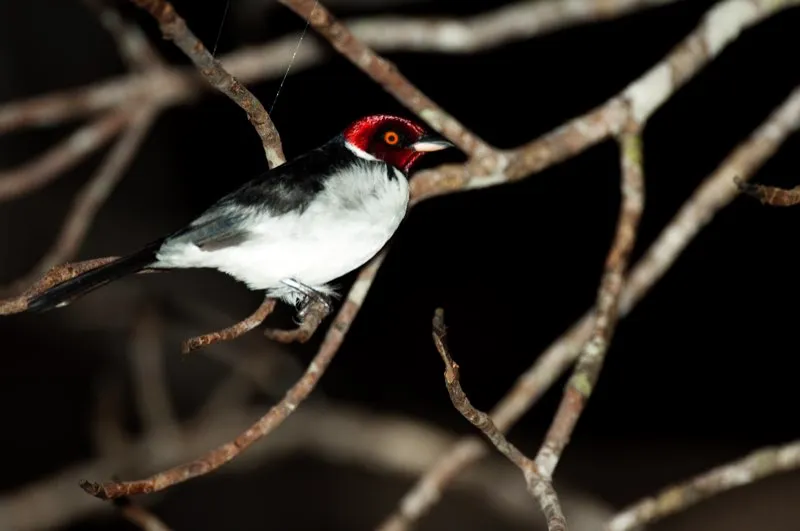 (Cardenal pantanero / Paroaria gularis - Amazonia y Llanos). El oriente colombiano comprende dos ecosistemas muy distintos: los Llanos y los bosques lluviosos amaznicos. La mayora de aves se encuentran solo en uno de ellos, pero el cardenal pantanero se siente en casa en ambos ecosistemas. Sin embargo, los cardenales de los Llanos muestran una mscara gris, por lo que algunos ornitlogos lo consideran  una especie distinta. Murray Cooper
