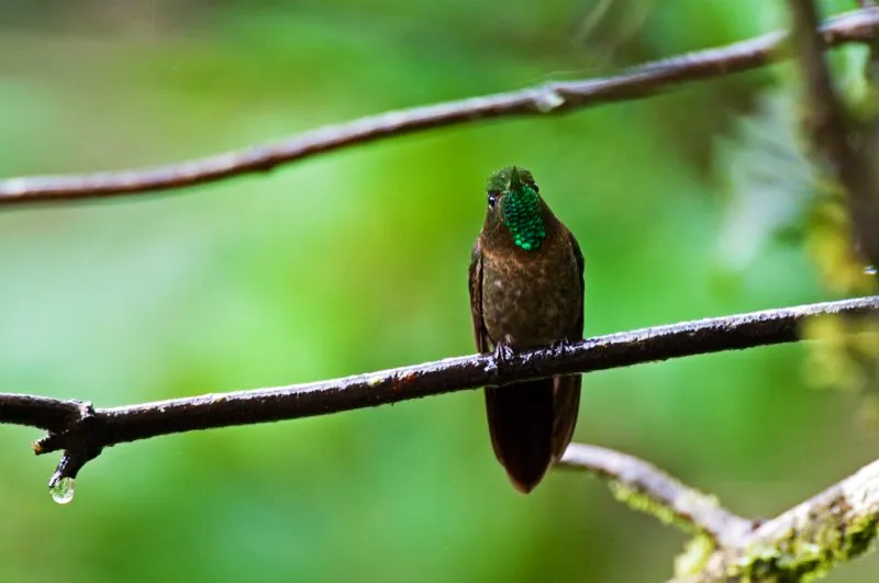 (Metalura colirroja / Metallura tyrianthina - Andes Centrales y Orientales). Cuando se trata del pico de los colibríes, la forma acompaña a la función. Las metaluras son colibríes pequeños con picos cortos y rectos, que utilizan para alimentarse en flores cortas y rectas. Murray Cooper