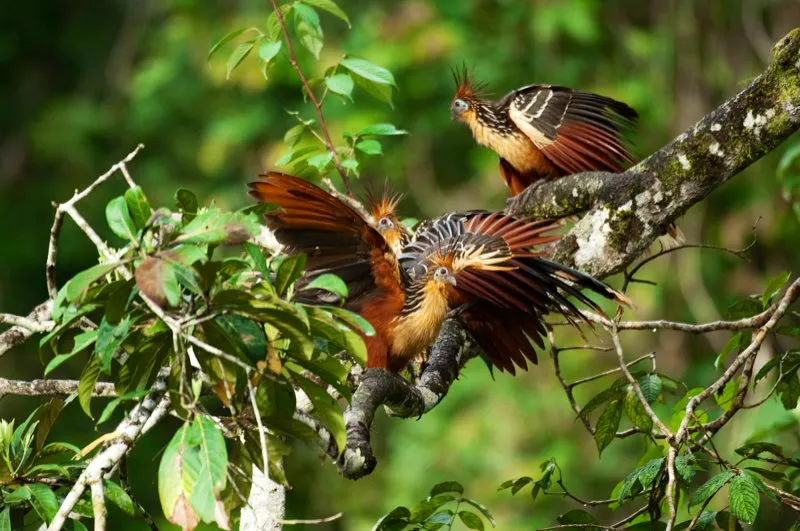(Chenchena / Opisthocomus hoazin - Amazonia y Llanos).  La chenchena tiene un aspecto prehistrico por su cresta alborotada y la piel azul desnuda que rodea sus ojos. Es una de las aves ms peculiares del planeta, habitante de pantanos amaznicos, donde se alimenta principalmente de hojas. Usa fermentacin bacteriana para digerir las hojas, de modo similar a las vacas y otros rumiantes. Este proceso le brinda un olor pugnaz a la chenchena, por lo que se ha ganado el nombre vernculo de pava hedionda. Para terminar, las cras nacen con una garra en sus alas, que usan para escalar entre la vegetacin. Qu rareza! Murray Cooper