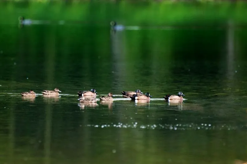 (Barraquete aliazul / Anas discors - Migrante neotropical; toda Colombia). Es común observar al barraquete aliazul en los humedales de Colombia, pese a que no se reproduce en el país. Este pato migra desde sus tierras reproductivas en Norteamérica para pasar el invierno boreal, volando enormes distancias. Un barrequete aliazul bandeado en Alberta, Canadá, murió de un disparo en Venezuela un mes después: ¡imagine volar semejante distancia en apenas 30 días! Murray Cooper