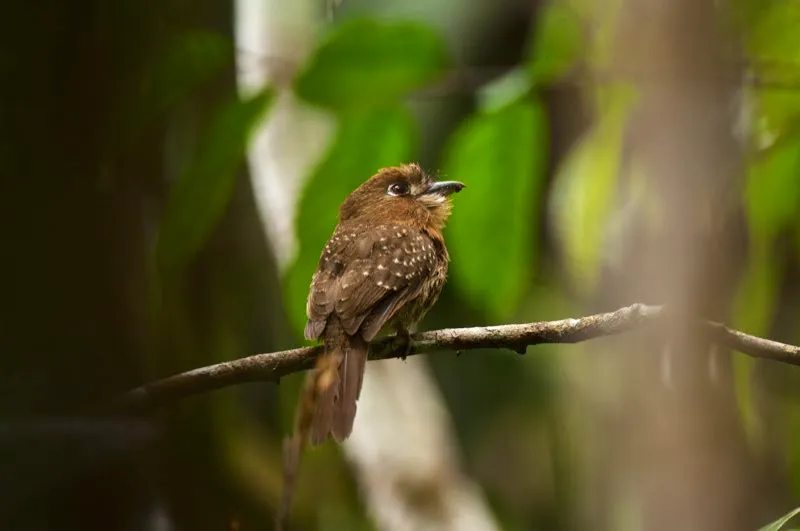 (Bigotudo canoso / Malacoptila mystacalis - Andes Occidentales, Centrales y Orientales). Los bigotudos se encuentran solamente en el Nuevo Mundo, donde generalmente prefieren las tierras bajas de los trópicos y sub-trópicos, aunque algunos como el bigotudo canoso se encuentran mas alto como a 2100 msnm. En el bosque ellos prefieren el sotobosque mojados donde se sientan pacientemente perchados por horas, entre 2 y 6 metros sobre el piso del bosque. Murray Cooper