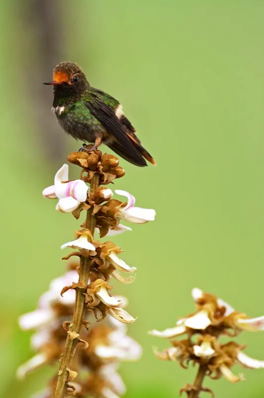 (Coqueta crestada / Lophornis delattrei - Valle del Magdalena). Pocos colibríes son tan extravagantes como las coquetas. Esta coqueta crestada hembra se ve elegante con su cresta naranja y su banda blanca en la rabadilla; el macho parece llegado de otro mundo… Murray Cooper