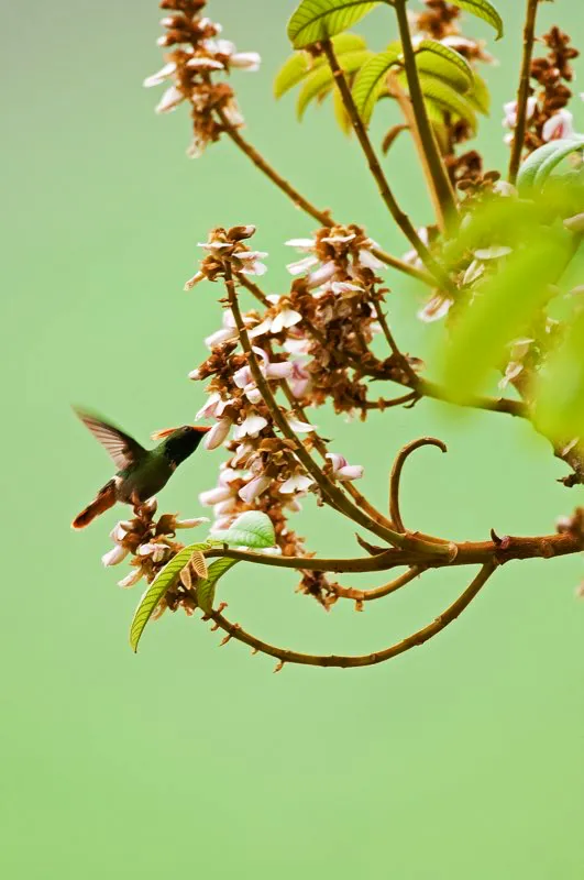 (Coqueta crestada / Lophornis delattrei - Valle del Magdalena). ¡Impresionante! Fuimos de verdad afortunados en encontrar esta coqueta crestada macho en un árbol florecido, y más afortunados todavía cuando decidió perchar a muy poca distancia y desplegar su cresta. El espectáculo duró pocos segundos y pronto retornó hacia las flores. Murray Cooper