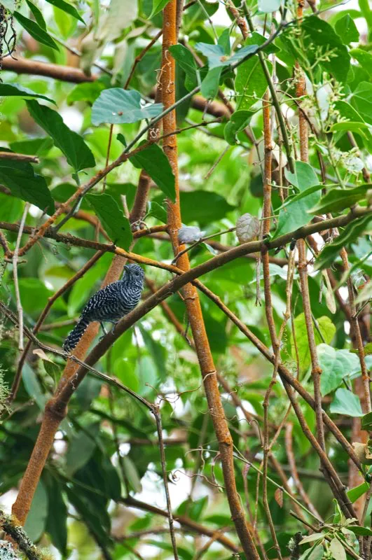 (Batará carcajada / Thamnophilus multistriatus - Piedemontes de los Valles del Cauca y Magdalena). Este batará cebra vive únicamente en los piedemontes de los Andes colombianos. Aunque es algo sigiloso, sus llamados nasales “cau cau cau” se escuchan con frecuencia en los rastrojos al borde de deslizamientos de tierra y en marañas de lianas. Murray Cooper