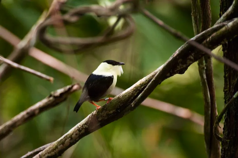 (Saltarín barbiblanco / Manacus manacus - Caribe, Valle del Magdalena y Amazonia). ¿Qué son esos repiqueteos, alguien está jugando con pirotecnia en el bosque? En realidad, esos chasquidos y ruidos mecánicos son generados por los saltarines barbiblancos machos, al tronar sus alas. En sus rituales de cortejo, combinan estos sonidos con una vivaz danza, brincando de rama en rama y exhibiendo sus barbas blancas. Murray Cooper