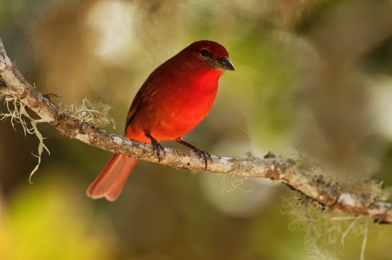 (Piranga bermeja / Piranga flava - Andes Occidentales y Centrales). Es fácil confundirse entre la piranga bermeja y la piranga roja, pero la Roja es un poco mas pálida y de color rosado-rojo; además, el pico de la Bermeja es un poco mas grueso, mientras que el de la roja es más largo. Murray Cooper
