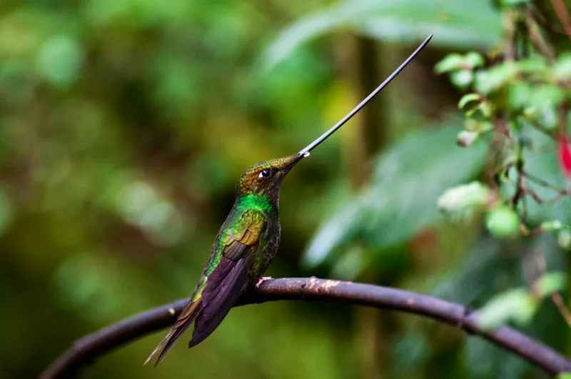 (Colibrí picoespada / Ensifera ensifera - Andes Occidentales, Centrales y Orientales). Este espectacular colibrí desafía toda lógica: ¡su pico es más largo que todo el cuerpo! El colibrí picoespada se alimenta de flores con corolas muy largas, incluyendo los borracheros (Datura). Con su pico extraordinariamente largo le resulta imposible acicalarse las plumas; en su lugar, usa las patas. Murray Cooper