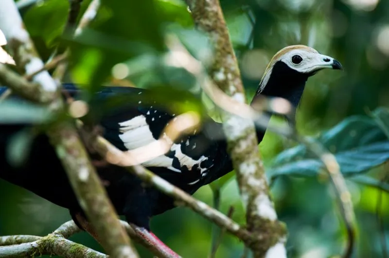 (Pava rajadora / Pipile cumanensis - Amazonia). Sabe qu tipo de ave es? La piel desnuda azul alrededor del ojo y la carncula, azul tambin, en la garganta, le brindan un aspecto extrao a esta pava rajadora. Debido a la cacera intensa, ha desaparecido de las reas ms pobladas de la Amazonia. Murray Cooper