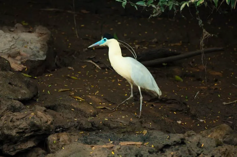 (Garza crestada / Pilherodius pileatus - Caribe, Amazonia y Llanos). Varias garzas distintas merodean los extensos pantanos de los Llanos colombianos. Esta garza crestada prefiere las orillas de los ros, donde permanece inmvil por largo tiempo esperando el paso de algn pez o algn sapo. Murray Cooper